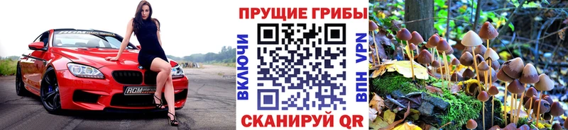 mega как войти  Бердск  Псилоцибиновые грибы прущие грибы 